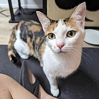 adopt a pet