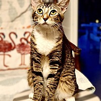 adopt a pet
