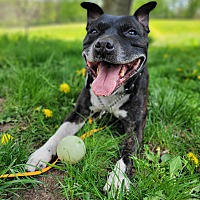 adopt a pet