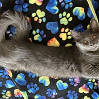 adopt a pet