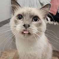 adopt a pet