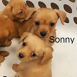 Thumbnail photo of Sawyer, Sonny, Saint, Sally #2
