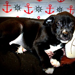 Thumbnail photo of Liam ~ adopted! #3