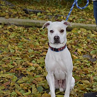 Natalie's Second Chance Dog Shelter in Lafayette, Indiana