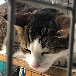 Wyandotte Animal Adoption Center in Wyandotte, Michigan