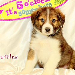 Thumbnail photo of Scuttles~adopted! #1