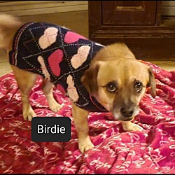 Thumbnail photo of Birdie #1