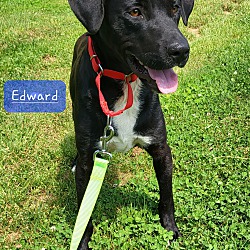 Photo of Edward ($100 adopt fee)