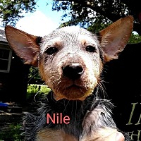 Photo of NILE