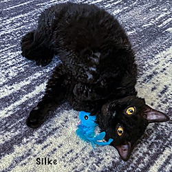 Thumbnail photo of Silke #3