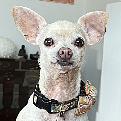Photo of Chico (In Foster)