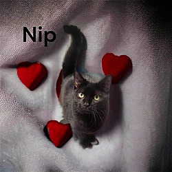 Thumbnail photo of Nip #1