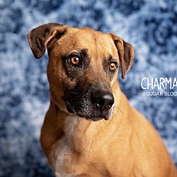 Thumbnail photo of Charmander #2