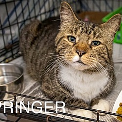 Thumbnail photo of Springer (FCID# 03/21/2024 - 62 Brookhaven PS) C #2