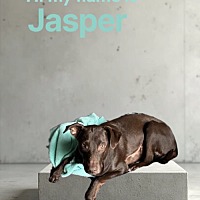 adopt a pet
