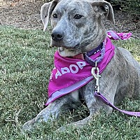 adopt a pet