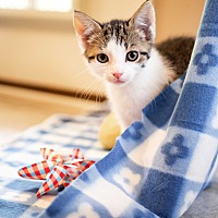 adopt a pet