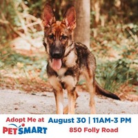 adopt a pet