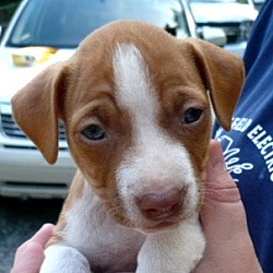 Thumbnail photo of Beagle Mix puppies (female) #3
