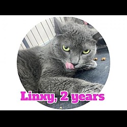 Photo of Linxy