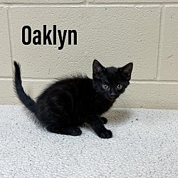 Photo of Oaklyn