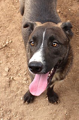 San Angelo, TX - Siberian Husky. Meet Blend a Pet for Adoption