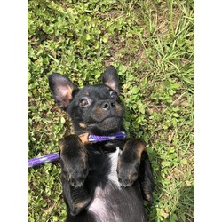 Photo of BROWNIE