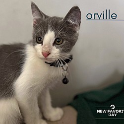 Photo of Orville