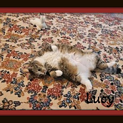 Thumbnail photo of Lucy -  Silly Gal, Snuggler #1