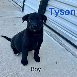 Photo of TYSON