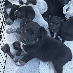 Thumbnail photo of HEELER BABY GIRLS #4