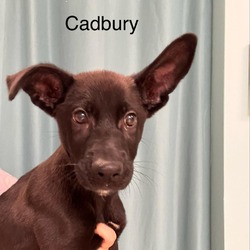 Thumbnail photo of Cadbury #1