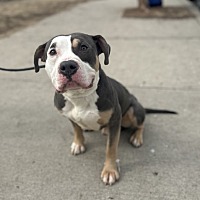 adopt a pet