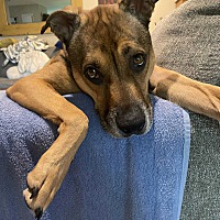 adopt a pet