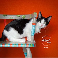 adopt a pet