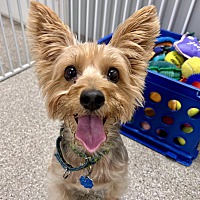adopt a pet