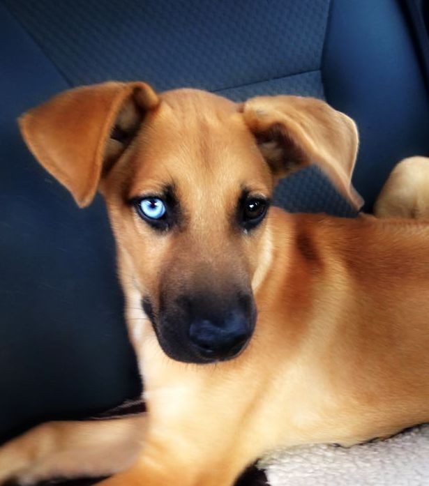 rhodesian ridgeback blue eyes
