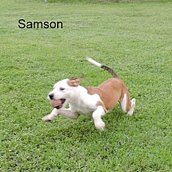 Thumbnail photo of Samson #4