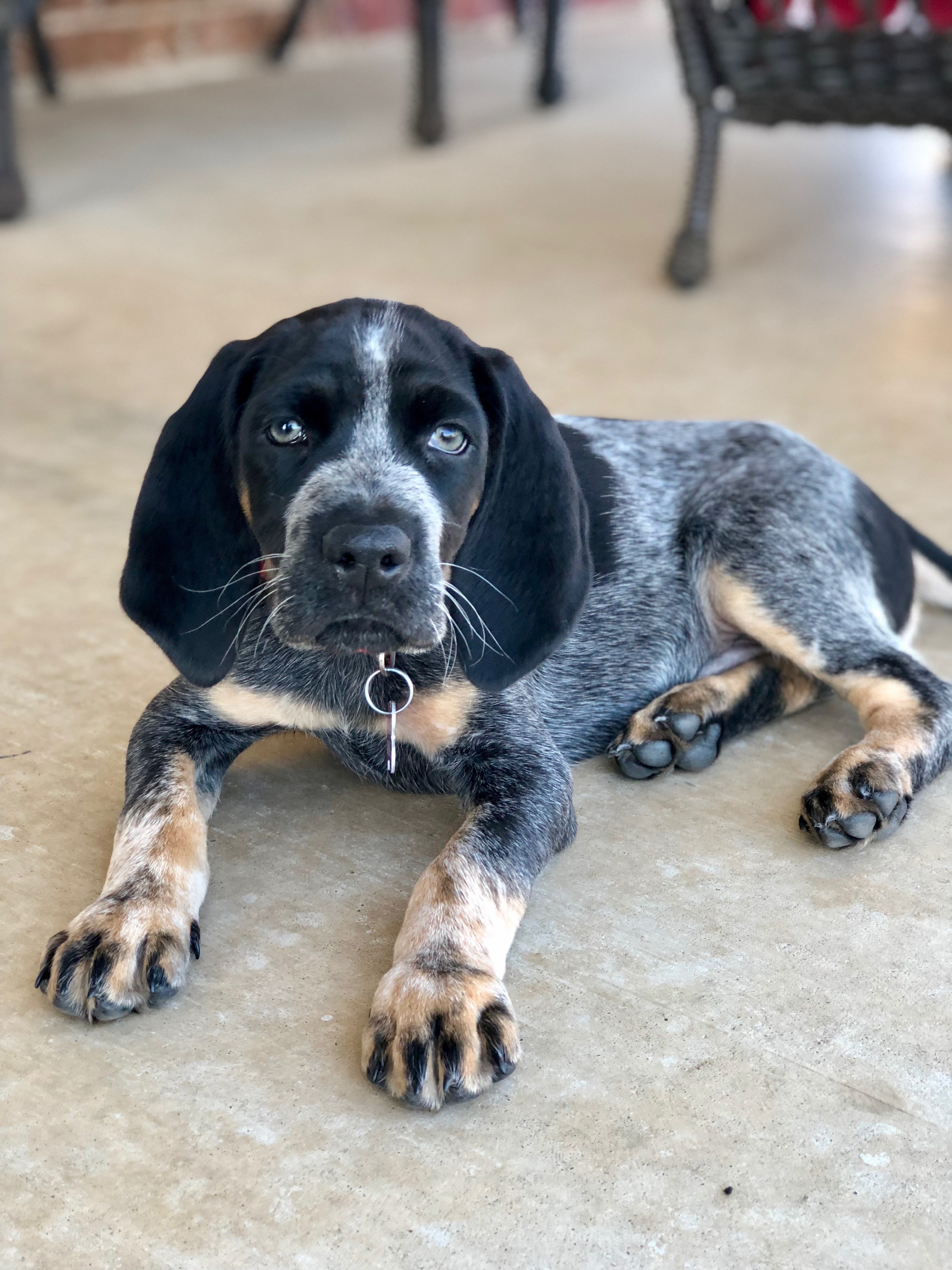 blue tick hound puppy