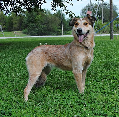 parsons australian shepherds