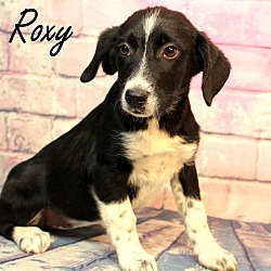 Thumbnail photo of Roxy~adopted! #1