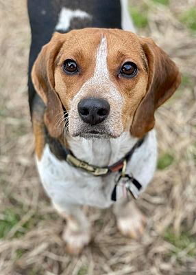 Freeport, NY - Beagle. Meet Butch a Pet for Adoption - AdoptaPet.com