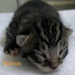 Thumbnail photo of Salmon #4