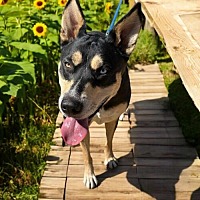 adopt a pet
