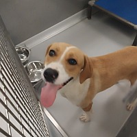 adopt a pet