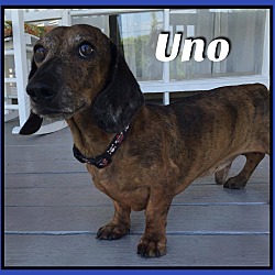Thumbnail photo of Uno #1