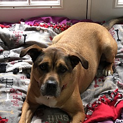 Boxer Puppies For Sale In Newark Ohio Adoptapet Com