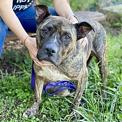 adopt a pet com