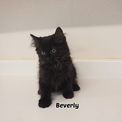 Photo of Beverly