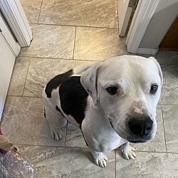 Thumbnail photo of Petey #4